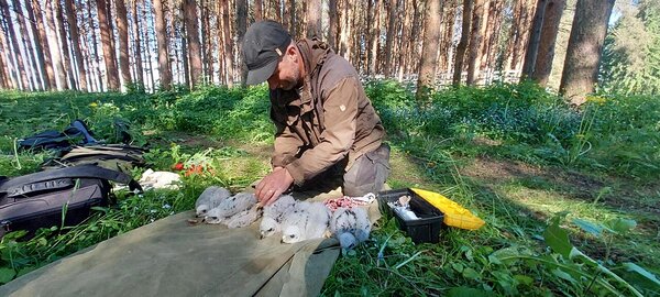 Ülo Väli mõõdab ja rõngastab Alla ja Ruudi poegi. Foto: Aime Jõgi