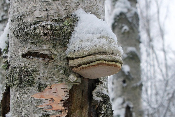 Tuletael (Fomes fomentarius)