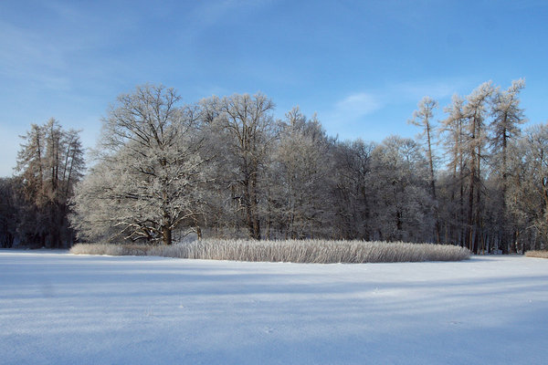 Puhtale metsaga raamitud lumelehele kipub „joonistuma“ nii mõnigi huvitav lugu. 