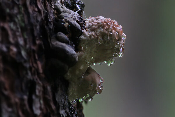 Noor kännupess (Fomitopsis pinicola). 