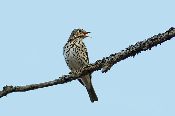 Laulurästas (Turdus philomelos).