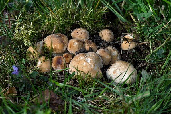 Kevad-võluheinik (Calocybe gambosa). 