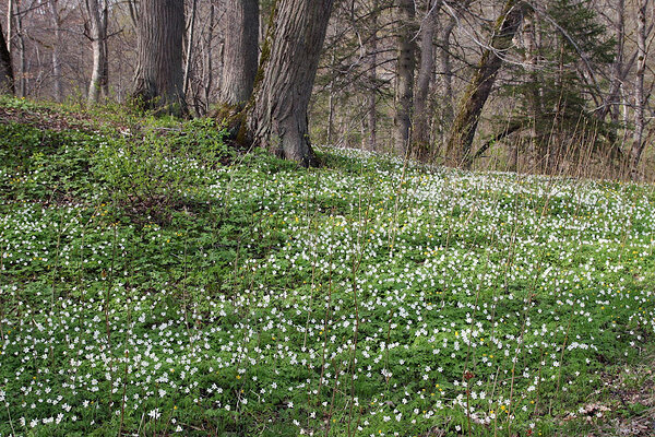 Võsaülane (Anemone nemorosa). 