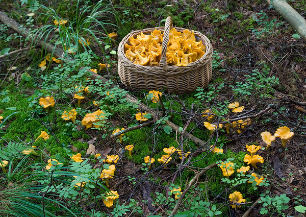 Pilt aastast 2016! Harilik kukeseen (Cantharellus cibarius)