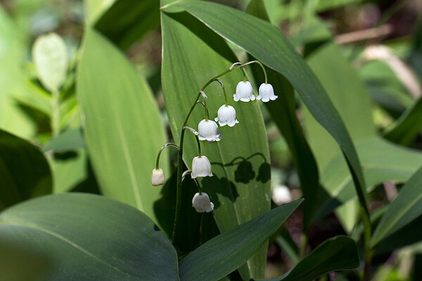 Harilik maikelluke ehk piibeleht (ld Convallaria majalis)