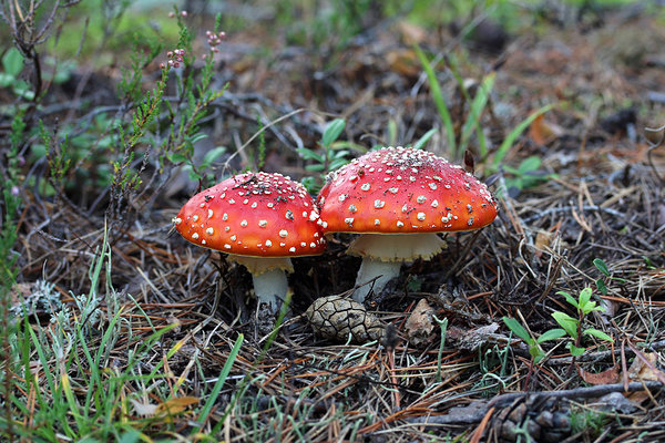 Punane kärbseseen, Amanita muscaria