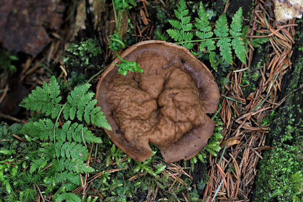 Liudkogrits ehk ketas-kogritsliudik (Discina ancilis). 