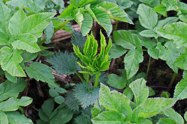 Harilik naat (Aegopоdium podagrаria). 