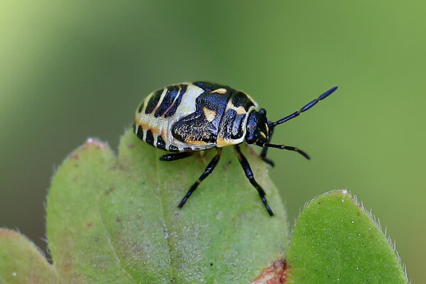 Hariliku kapsalutika (Eurydema oleracea) vastne. 