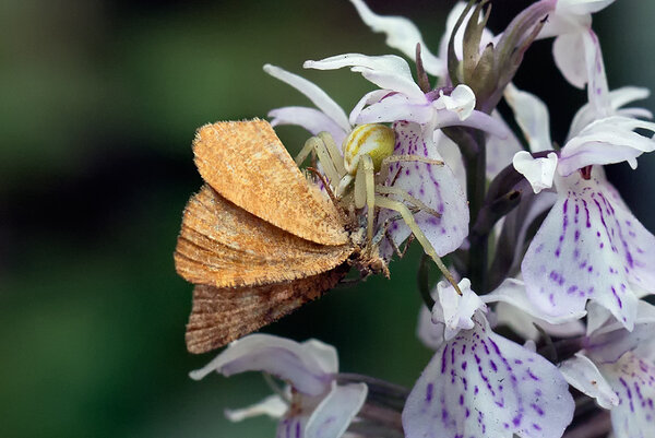 Pruun-põõsavaksik (Macaria brunneata); krabiämblik (Misumena vatia); kuradi-sõrmkäpp (Dactylorhiza maculata)