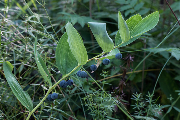 Hariliku kuutõverohu marjad (ld Polygonatum odoratum)