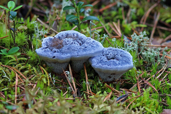 Sinakas kübarnarmik (Hydnellum caeruleum). 