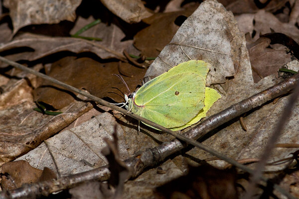 Lapsuliblikas (Gonepteryx rhamni, pildistatud 24. märtsil). 