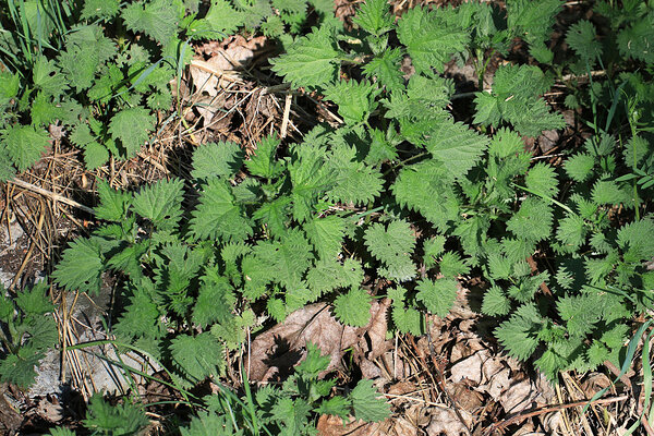 Nõges (Urtica). 