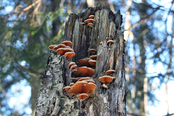 Kuldkülik (lad k Phyllotopsis nidulans).