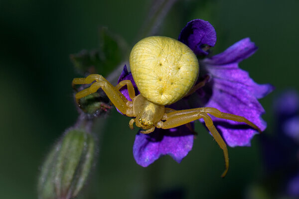 Krabiämblik (Misumena vatia) krabiämbliklaste sugukonnast