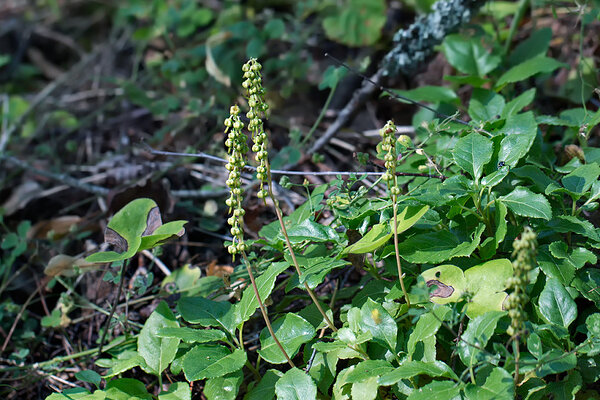 Lakkleht (Orthilia secunda)