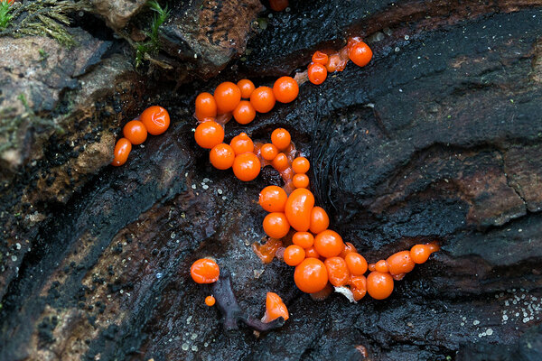 Limak (Trichia decipiens) 