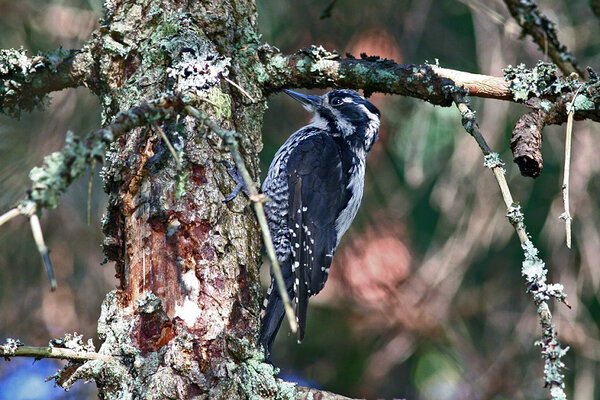 Kolmvarvas-rähn ehk laanerähn (Picoides tridactylus)