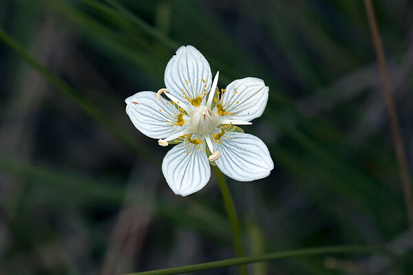 Harilik ädalalill (Parnassia palustris). Foto: Oleg Tsõmbarevich