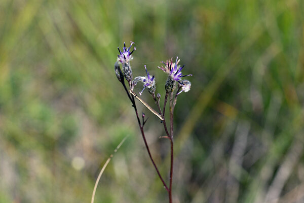 Alpi soojumikas (Saussurea alpina), mille Eesti alamliik on eesti soojumikas (Saussurea alpina ssp. esthonica). Foto: Oleg Tsõmbarevich