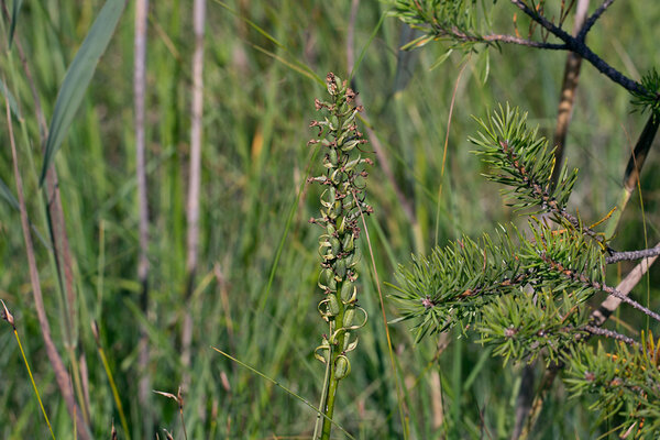 Äraõitsenud kahkjaspunase sõrmkäpp (Dactylorhiza incarnata). Foto: Oleg Tsõmbarevich