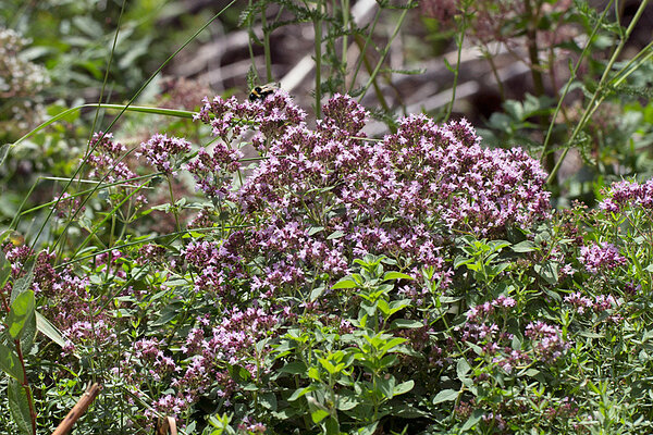 Harilik pune (Origanum vulgare) õitsemas. Foto: Oleg Tsõmbarevich