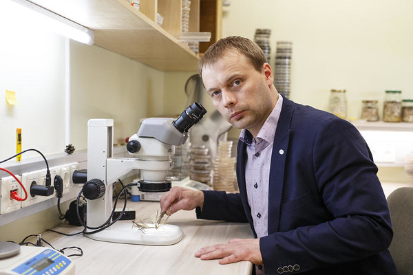 Rein Drenkhan uurib mikroskoobi all RMK seemlast toodud männioksa, et teha kindlaks, mis haigus on põhjustanud okaste pruuniks värvumise.  Foto: Raul Mee