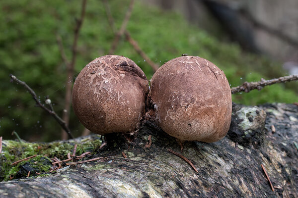 Kasekäsn (ld k Fomitopsis betulina) 