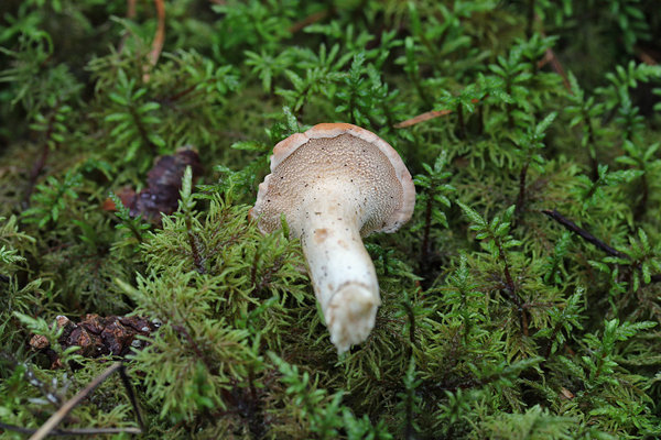 Hele timpnarmik (Hydnum repandum)