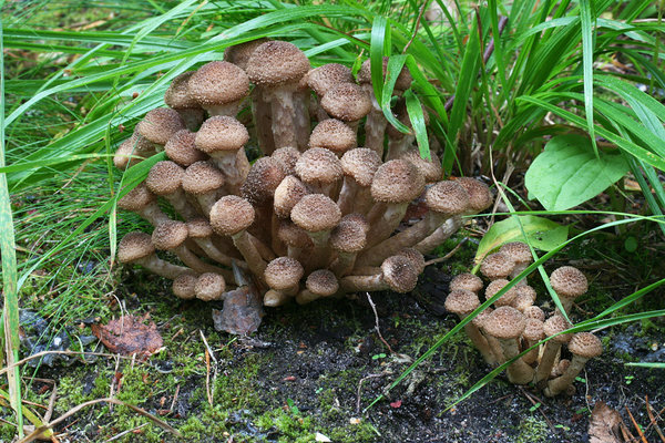 Harilik külmaseen ehk mesi-külmaseen, Armillaria mellea