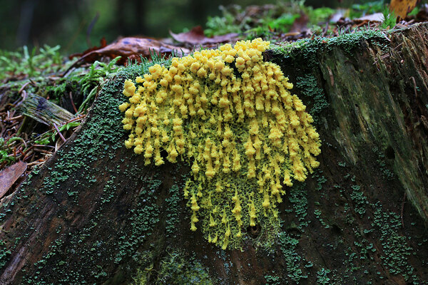 Puugipask (Fuligo septica).