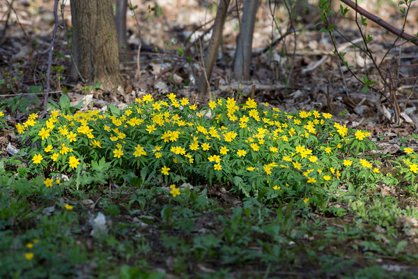 Kollane ülane (Anemone ranunculoides) õitseb. 