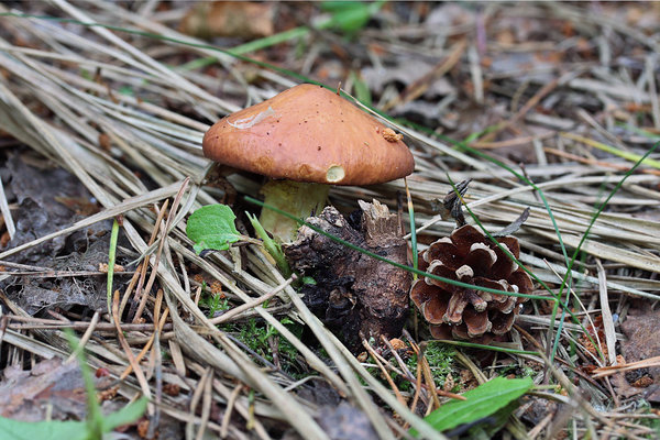 Lambatatik (Suillus granulatus)