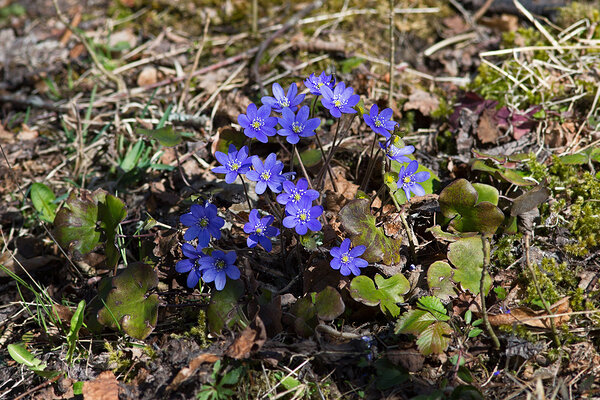 Sinilill õitseb (ld Hepatica nobilis)