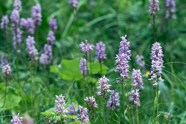 Vööthuul-sõrmkäpp (Dactylorhiza fuchsii) õitseb