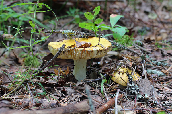 Kollane pilvik (Russula claroflava)