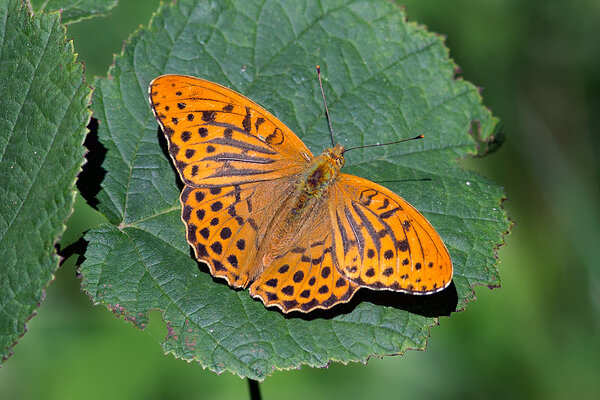 Rohetäpik (ld Argynnis paphia)