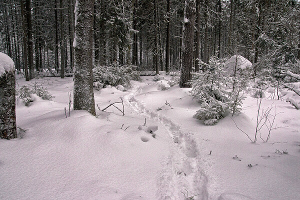 Põdra jäljed kuusemetsas