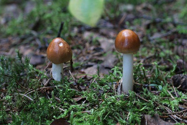 Kollakaspruun kärbseseen (Amanita fulva)