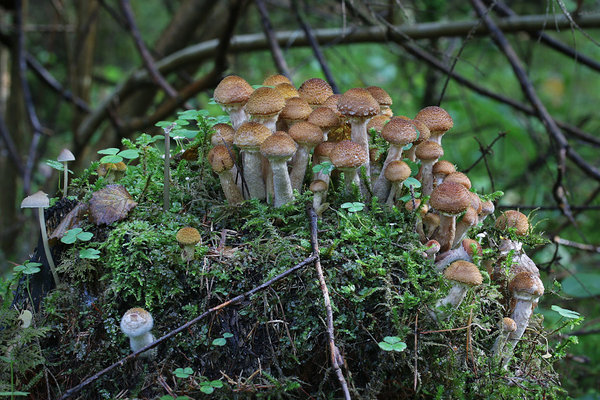 Armillaria sinapina