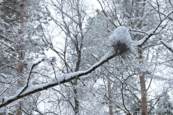 Niinimetatud tuulepesa kasel (kaseluudik), Taphrina betulina seene poolt põhjustatud okste laialikasvamine.