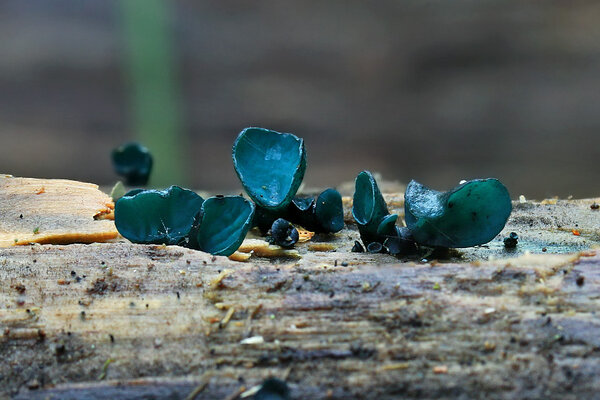 Väike rohetiksik ehk väike rohepitsik (Chlorociboria aeruginascens).