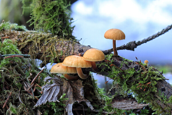 Puidu-sametkõrges (Flammulina velutipes, pildistatud 3. märtsil). 