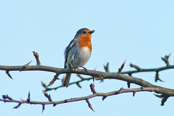 Punarind (Erithacus rubecula).