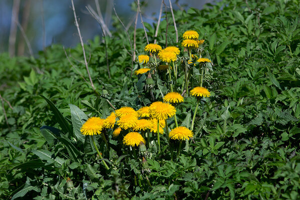 Harilik võilill (Taraxacum officinale). 