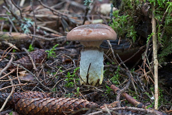 Pihkane liimik (Gomphidius glutinosus)