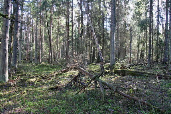 Tuulemurruga niiske ja tume okasmets