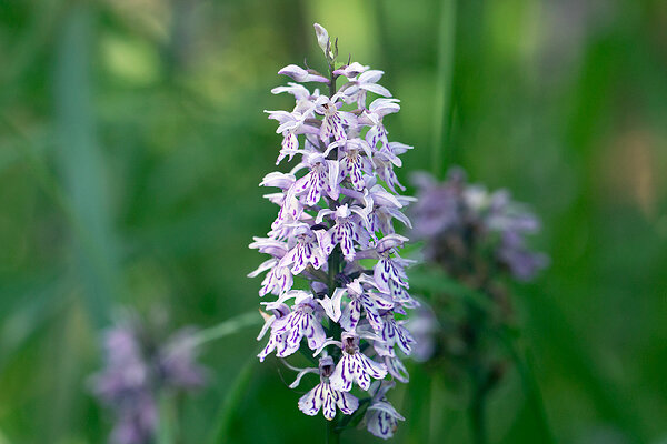 Vööthuul-sõrmkäpp (Dactylorhiza fuchsii)