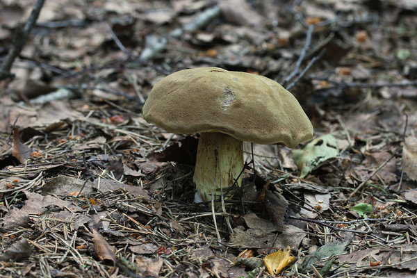 Rohekas sametpuravik (Xerocomus subtomentosus või Boletus subtomentosus)